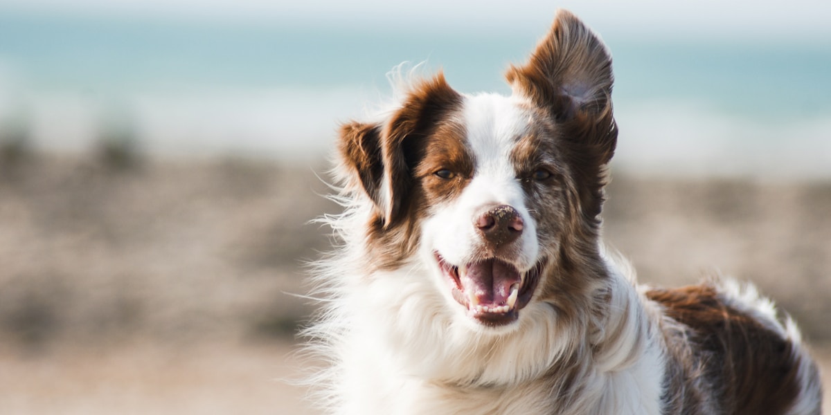Dogs playing outdoors from the Happy Tails example site